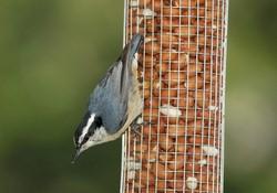 Red-breasted Nuthatch at WBU Peanut Feeder