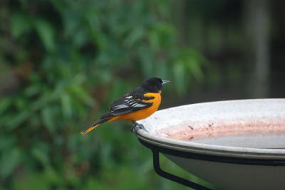 Oriole 2008