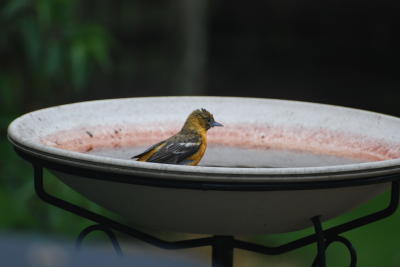 Female Oriole