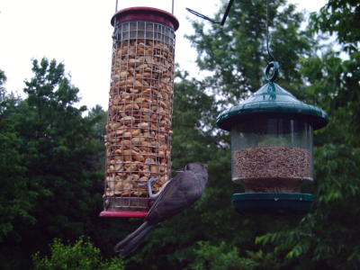 Titmouse