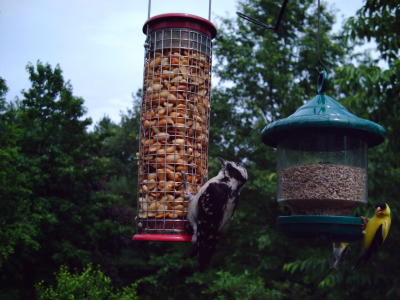 Goldfinches, Downy BirdCam