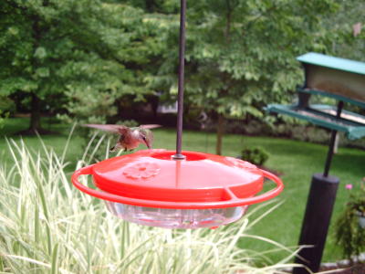 Hummingbird BirdCam