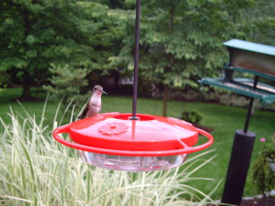 Hummingbird from BirdCam