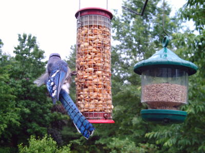 Blue Jay BirdCam