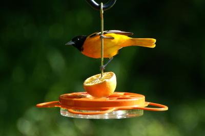 Male Oriole at WBU Feeder
