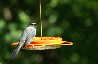 Gray Catbird at WBU Oriole Feeder