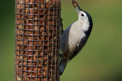 White-breasted Nuthatch (photo by Bob Balogh)