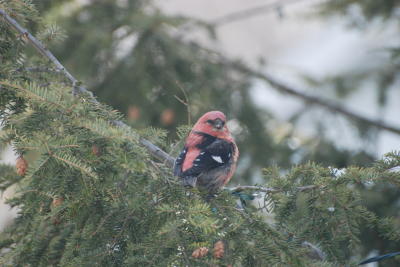 Blue Jay BirdCam