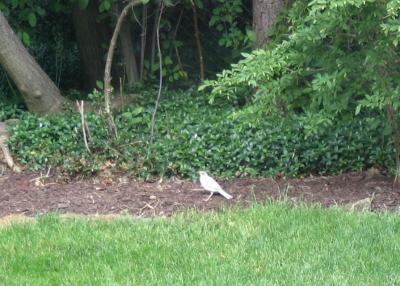 Albino fledgling Robin
