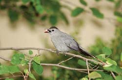 Grey Catbird