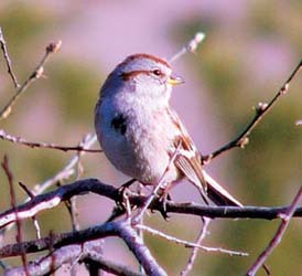 American Tree Sparrow