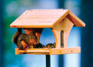 Red Squirrel on Double Vision