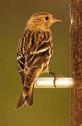 Pine Siskin JRC c